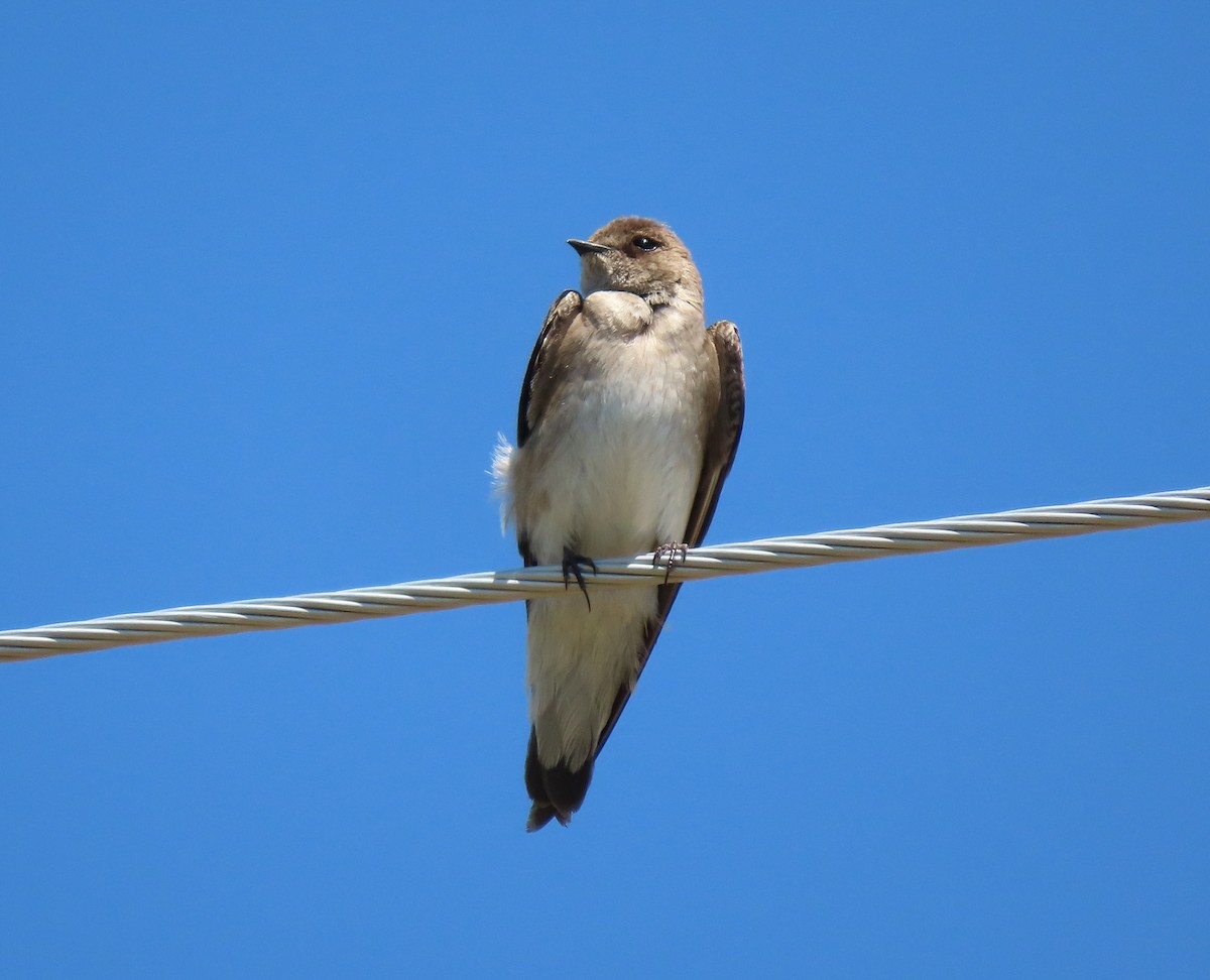 Northern Rough-winged Swallow - ML168272461