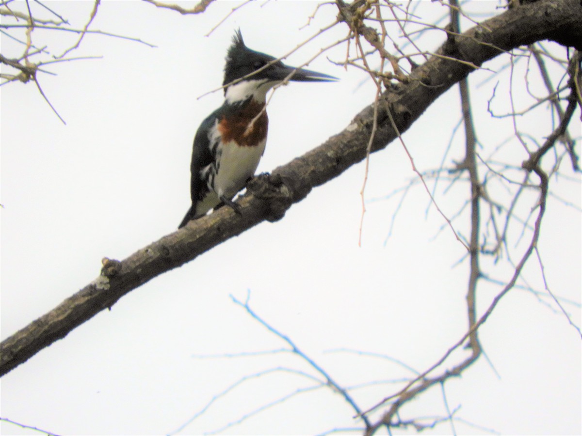 Amazon Kingfisher - Judit  Villa