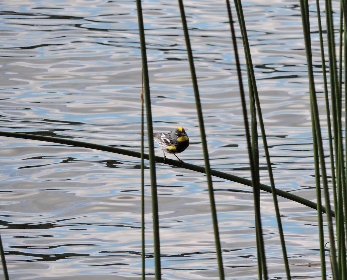 Yellow-rumped Warbler (Audubon's) - ML168274691