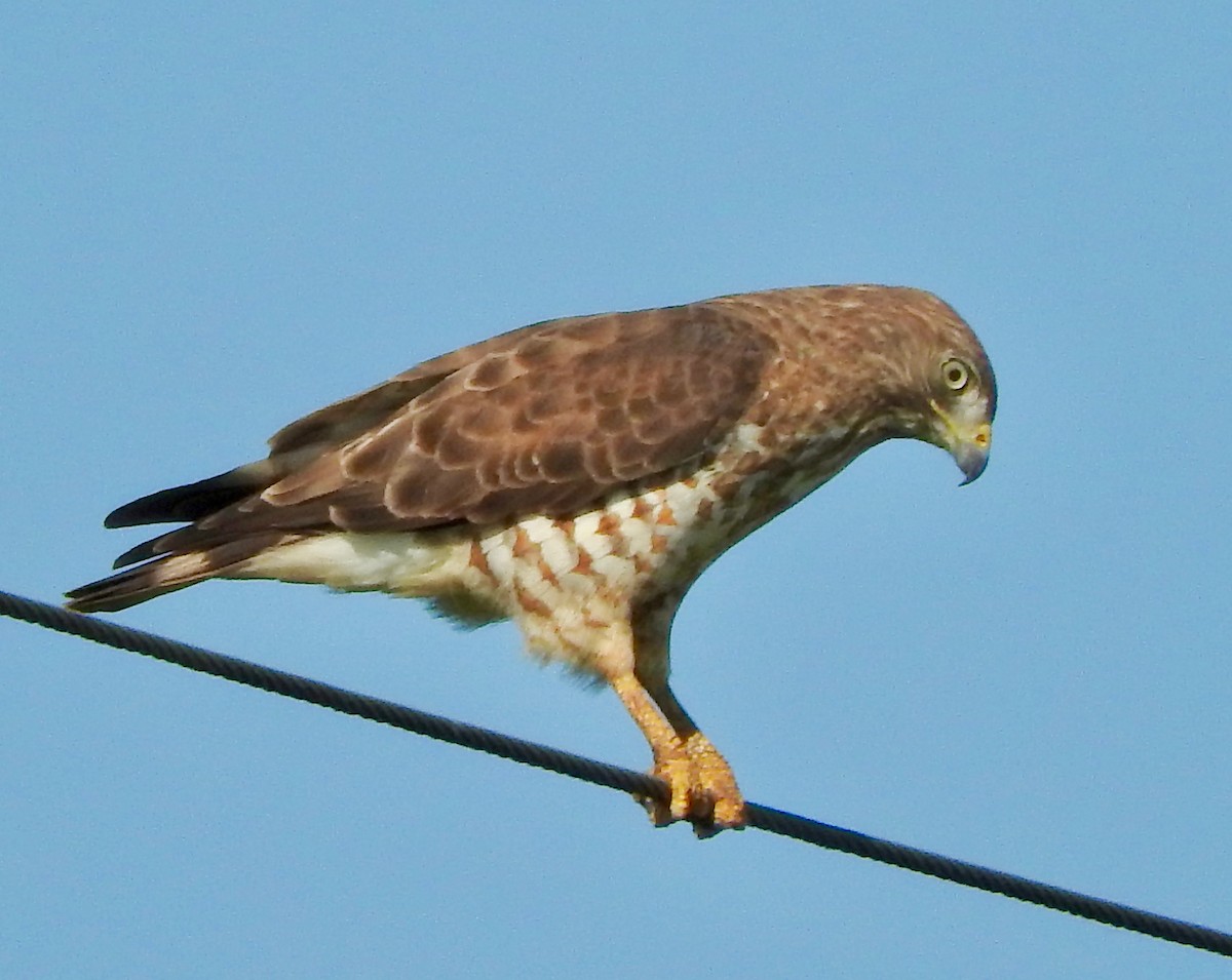 Broad-winged Hawk - Van Remsen