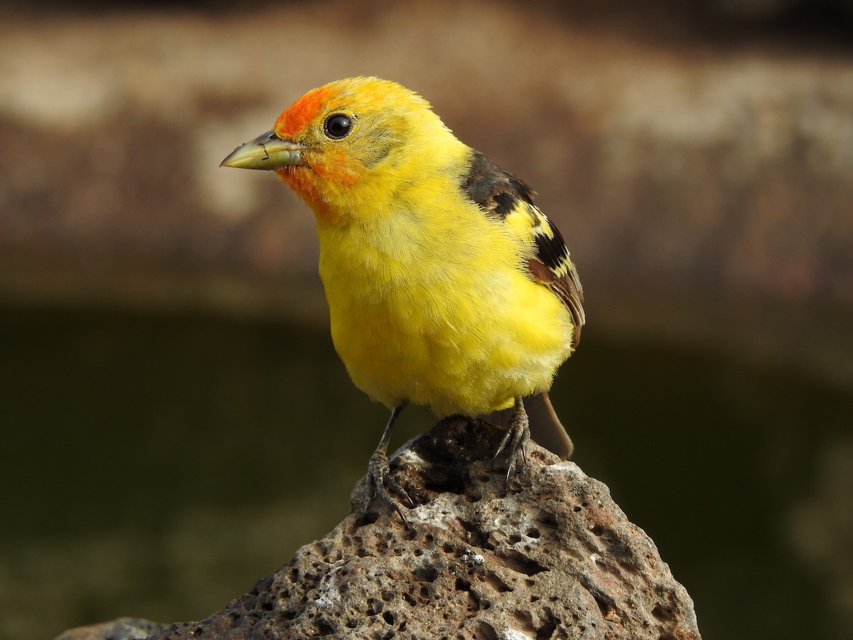 Western Tanager - ML168276171