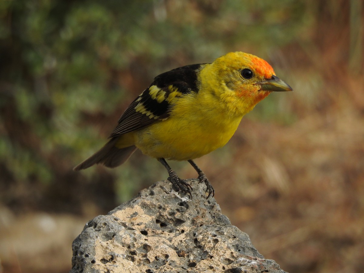 Western Tanager - ML168276181