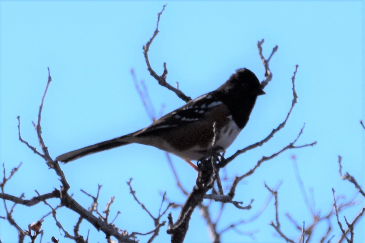 Spotted Towhee - ML168277451