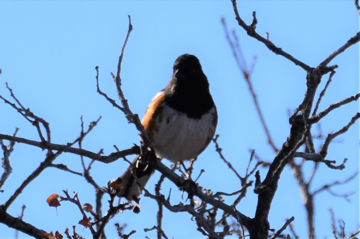 Spotted Towhee - ML168277461