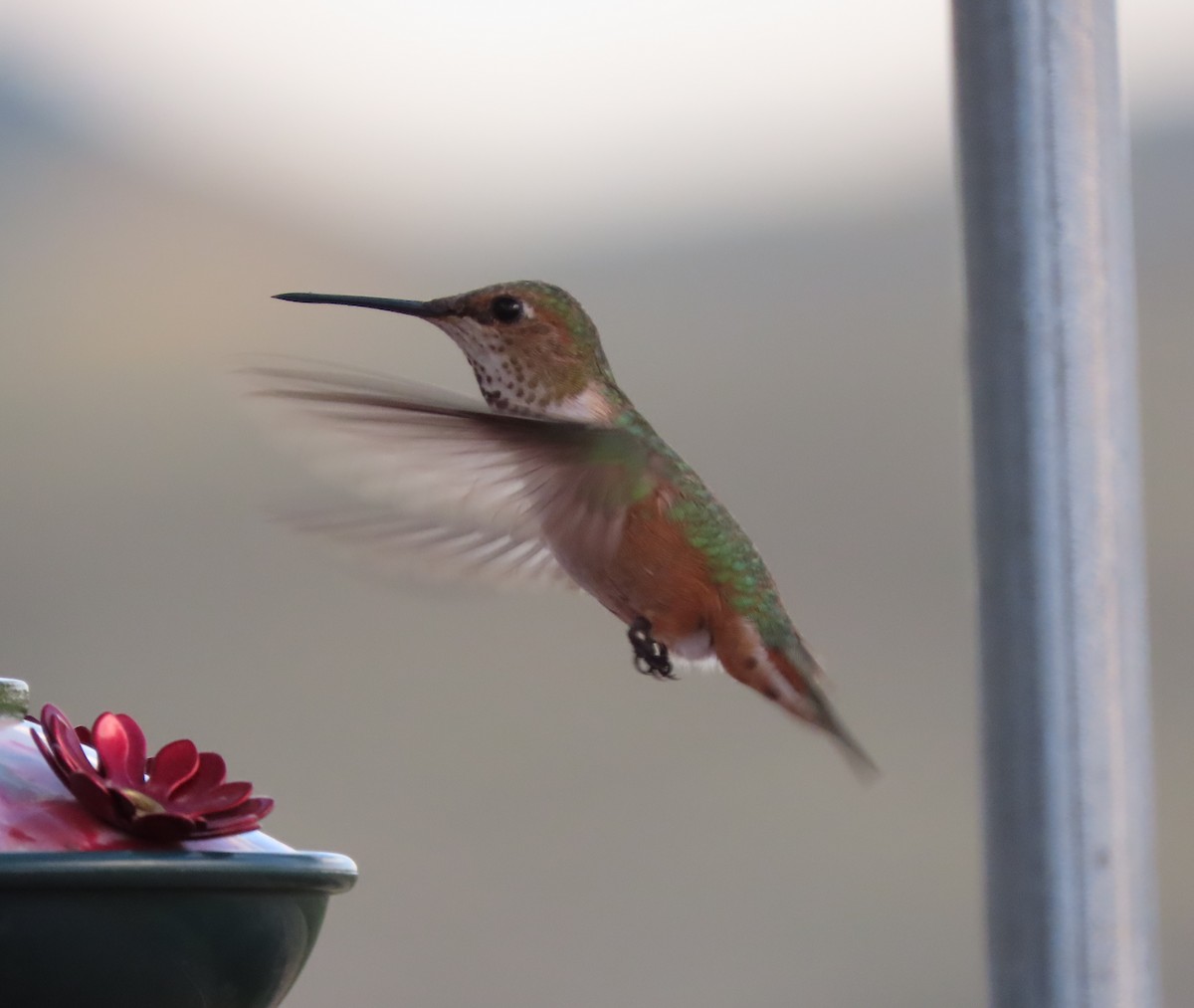 Rufous Hummingbird - Jan Thom