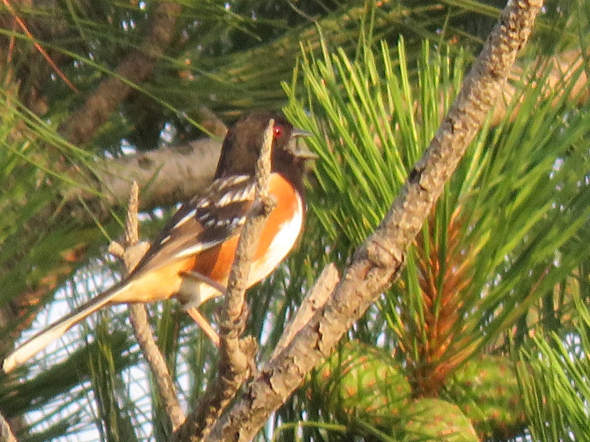 Spotted Towhee - Paul Timm