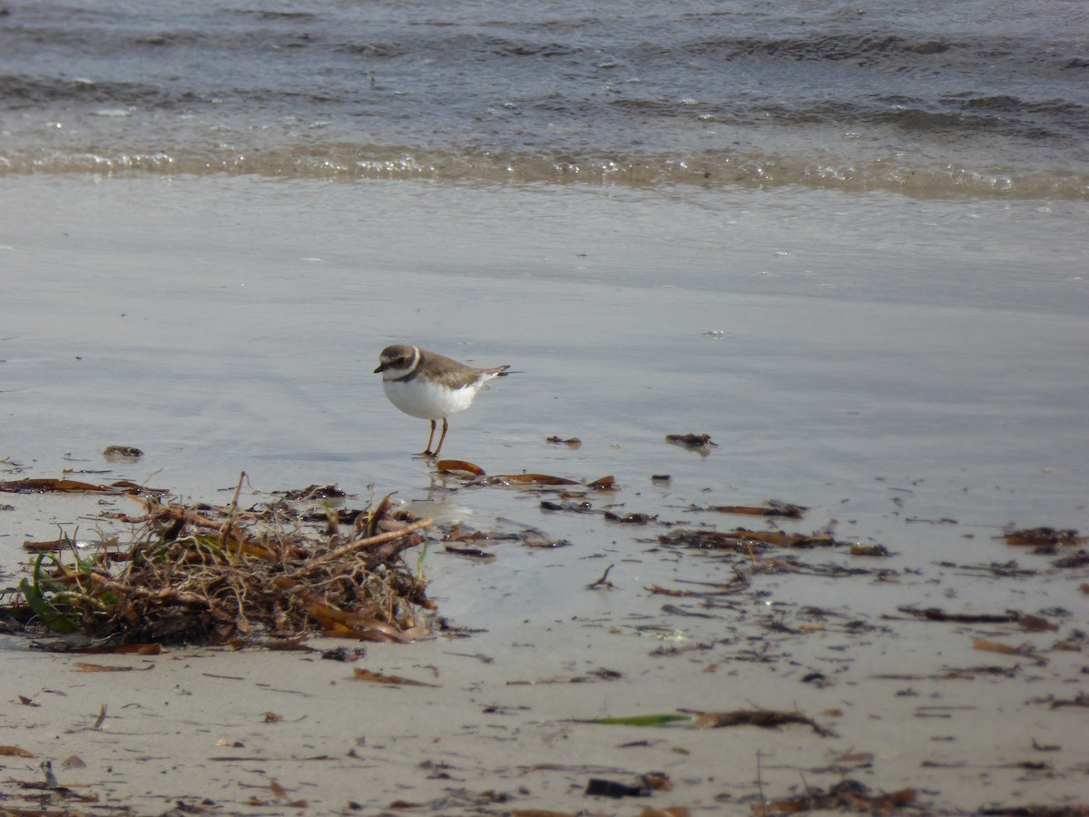 Semipalmated Plover - ML168283521