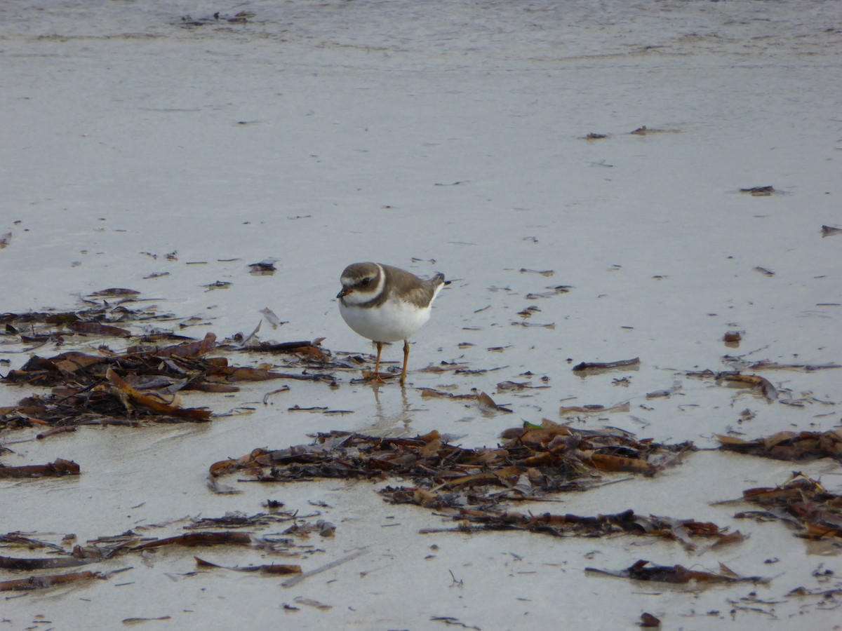 Semipalmated Plover - ML168283561