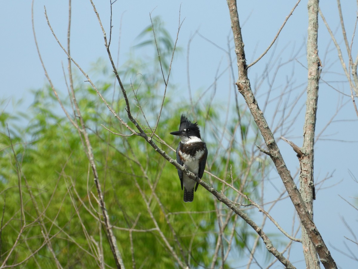 Belted Kingfisher - Rick Luehrs