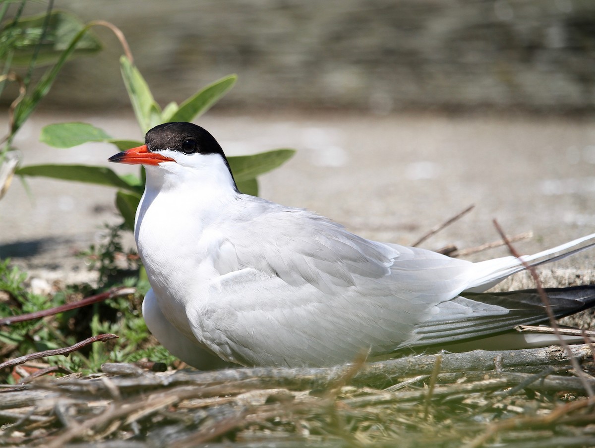 Common Tern - ML168290861