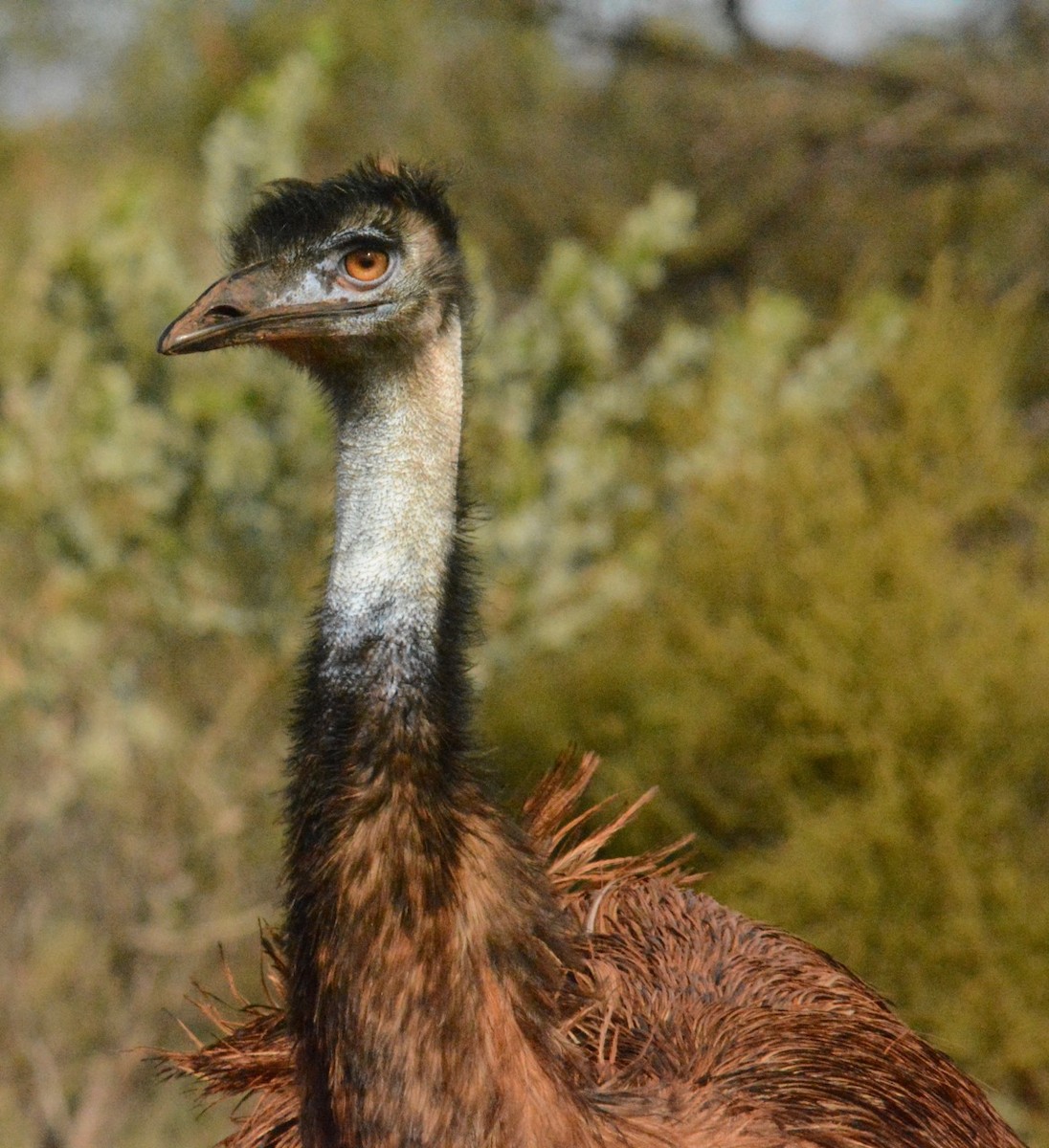 emu hnědý - ML168292131