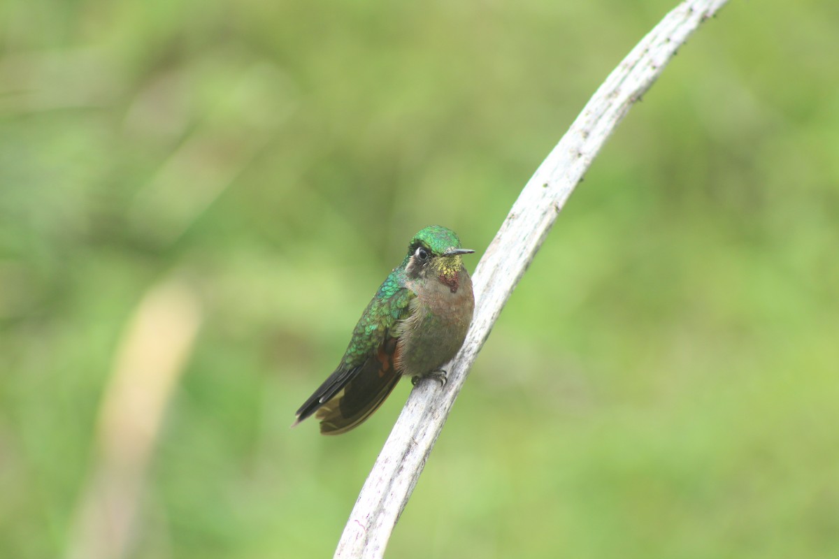 Garnet-throated Hummingbird - ML168294101