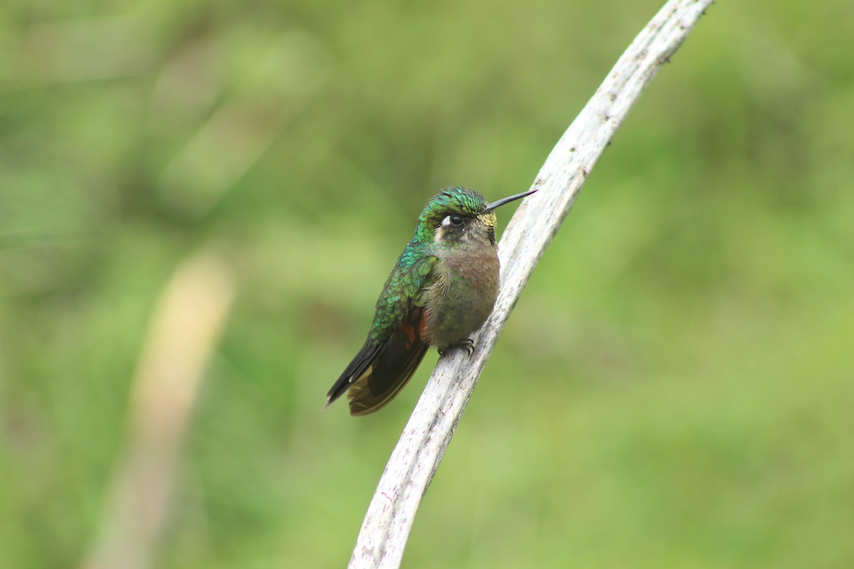 Garnet-throated Hummingbird - Esteban Matías (birding guide) Sierra de los Cuchumatanes Huehuetenango esteban.matias@hotmail.com                             +502 53810540