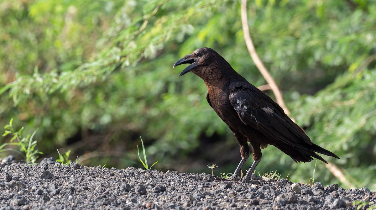Somali Crow - Forest Botial-Jarvis