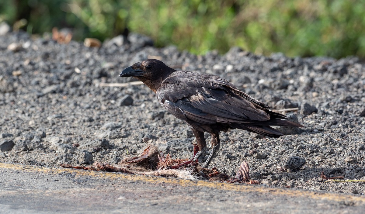 Somali Crow - ML168294191
