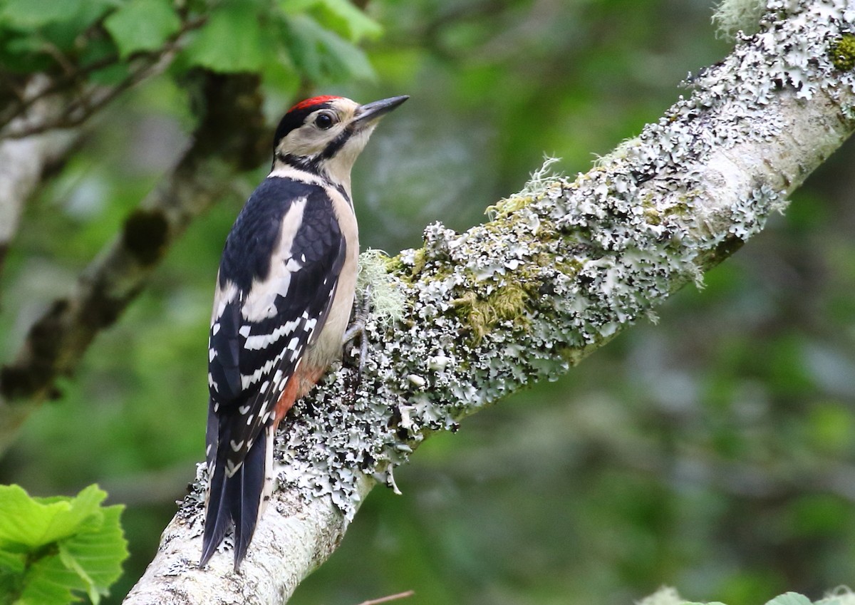 Great Spotted Woodpecker - Michael Rutkowski