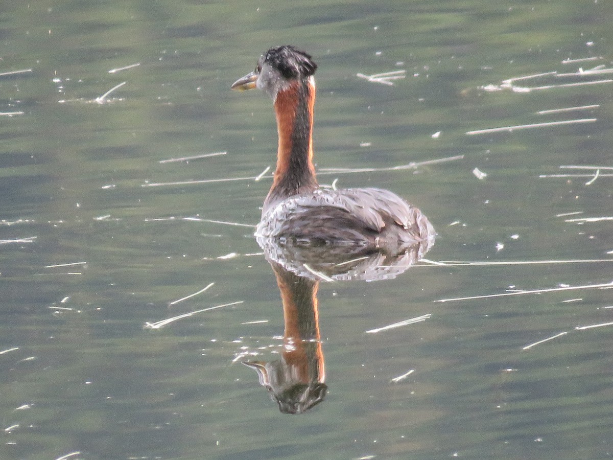 Red-necked Grebe - ML168296841