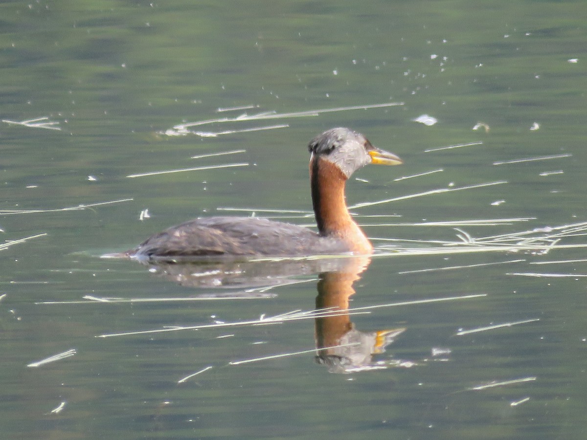 Red-necked Grebe - ML168296851