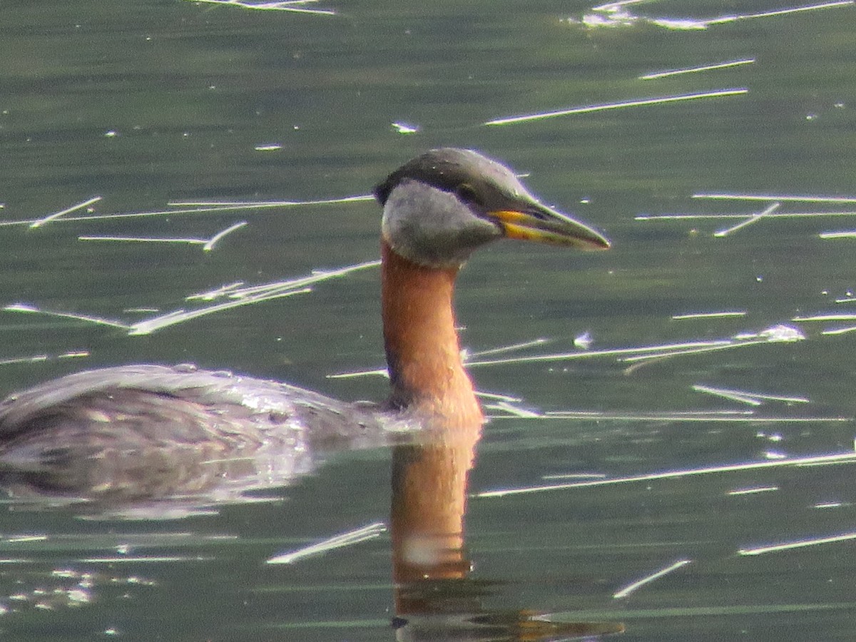 Red-necked Grebe - ML168296861