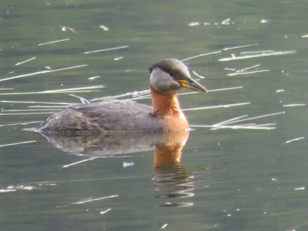 Red-necked Grebe - ML168296871