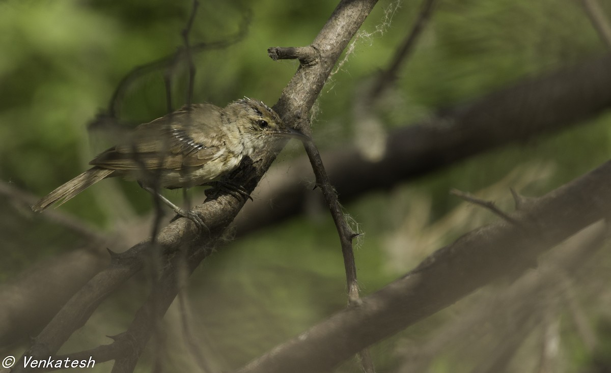 Clamorous Reed Warbler - Venkatesh  R