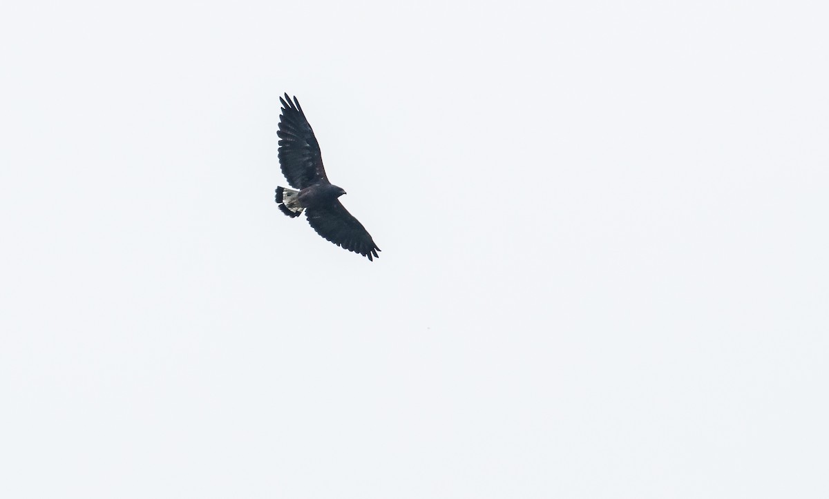 White-tailed Hawk - David Monroy Rengifo