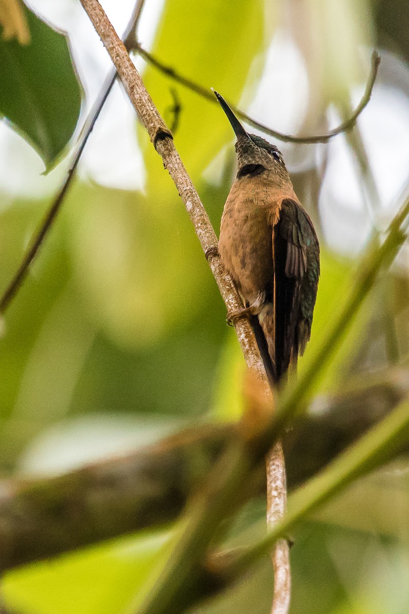 kolibřík hnědobřichý - ML168299271