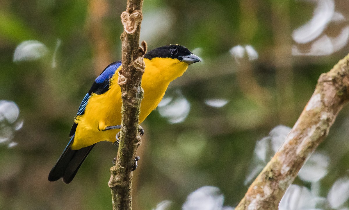 Blue-winged Mountain Tanager - ML168299341