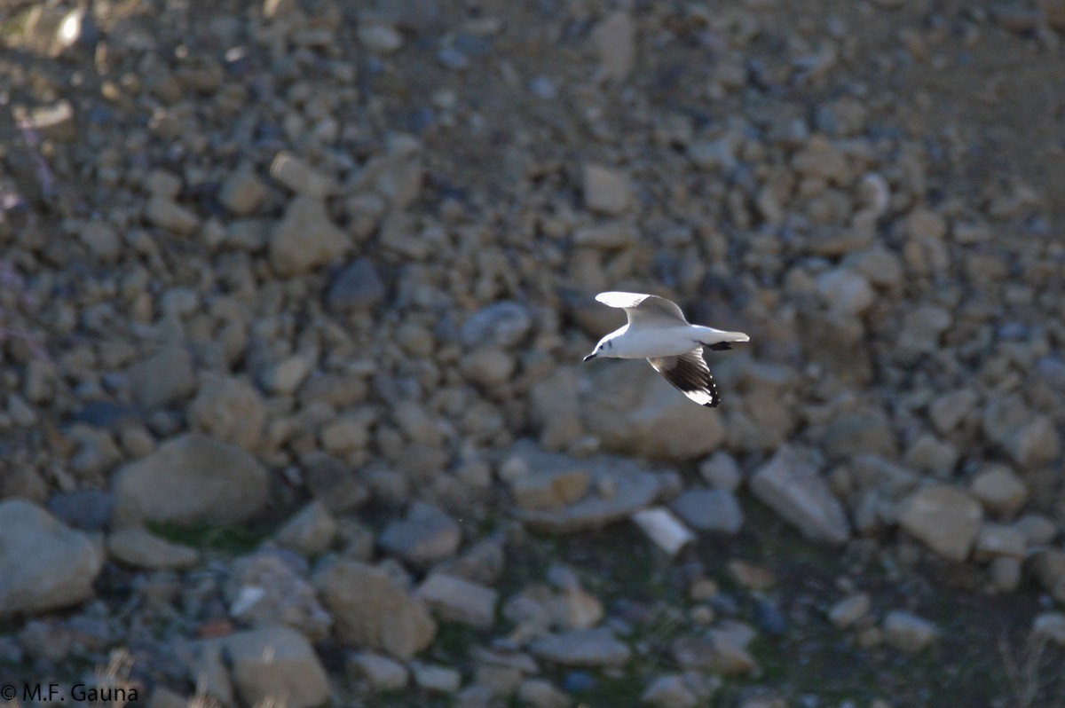 Andean Gull - ML168300631