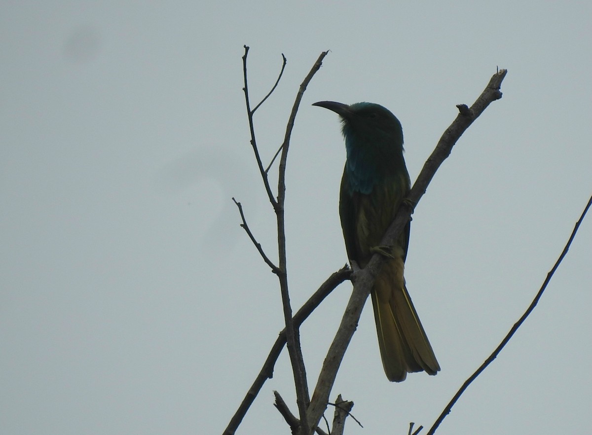 Blue-bearded Bee-eater - Nimali Digo & Thilanka Edirisinghe