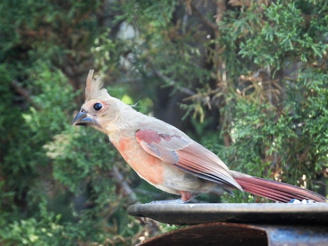 Juvenile (presumably subspecies <em>canicaudus</em>). - Northern Cardinal - 