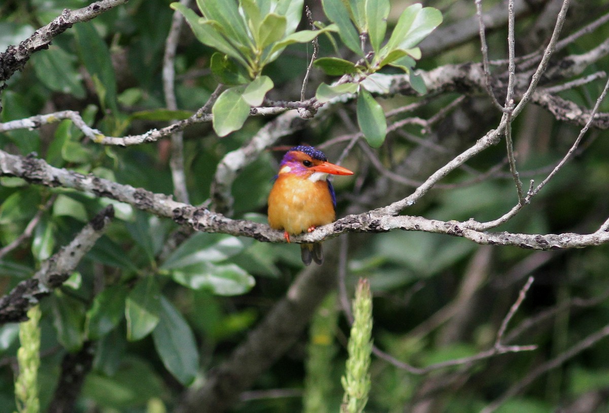 African Pygmy Kingfisher - Tom Beeke