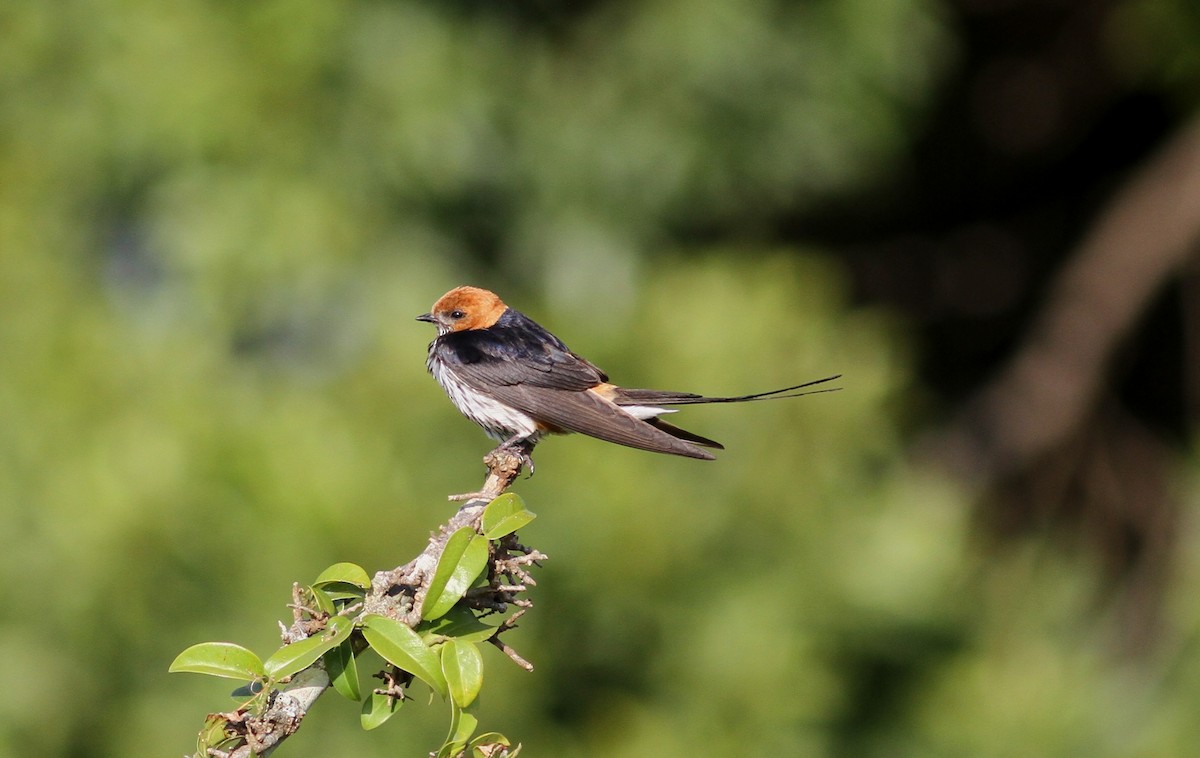 Lesser Striped Swallow - Tom Beeke