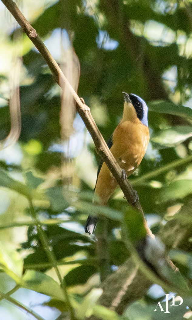 Fawn-breasted Tanager - ML168306371