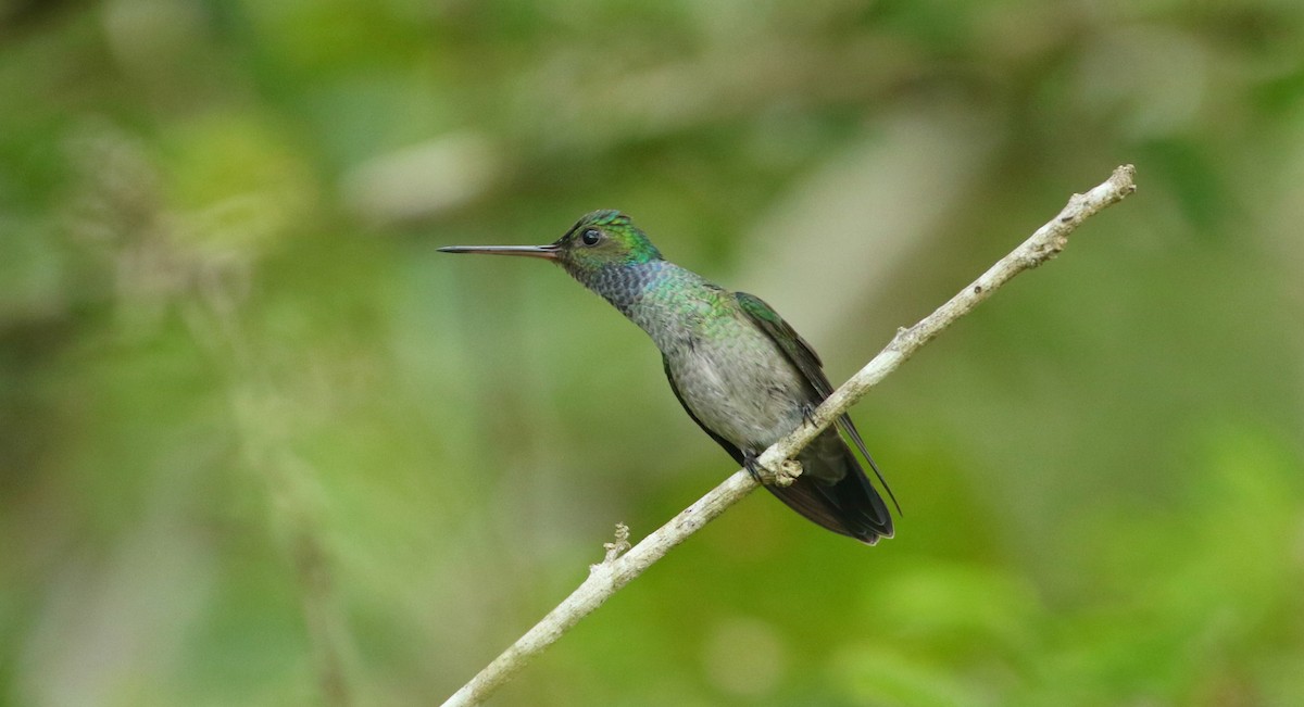 Charming Hummingbird - John Deitsch