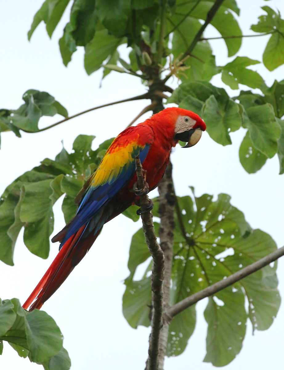 Scarlet Macaw - ML168309431