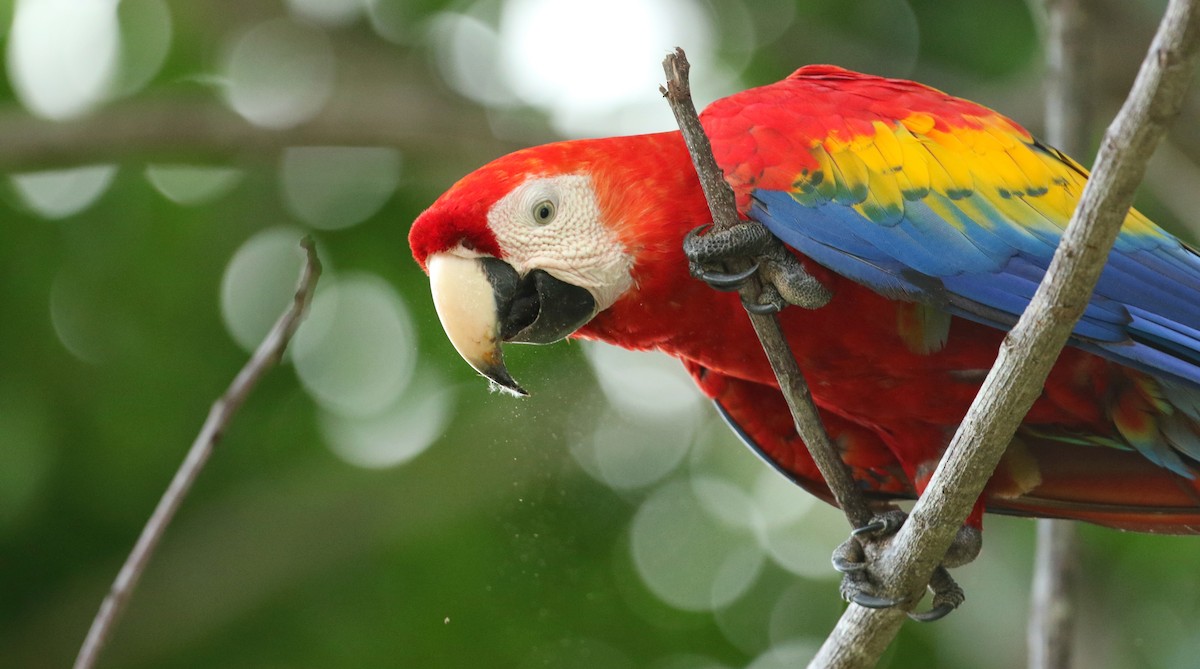 Scarlet Macaw - ML168309441