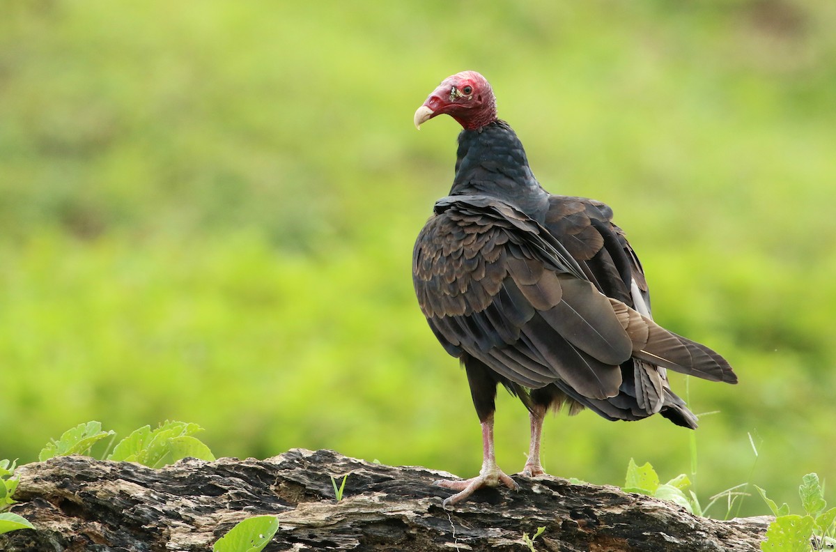 Turkey Vulture - John Deitsch