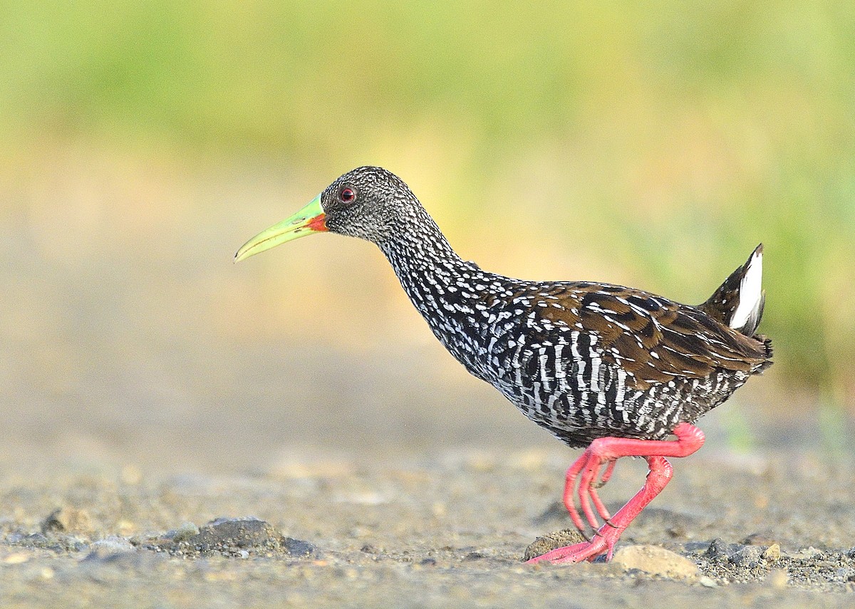 Spotted Rail - ML168314141