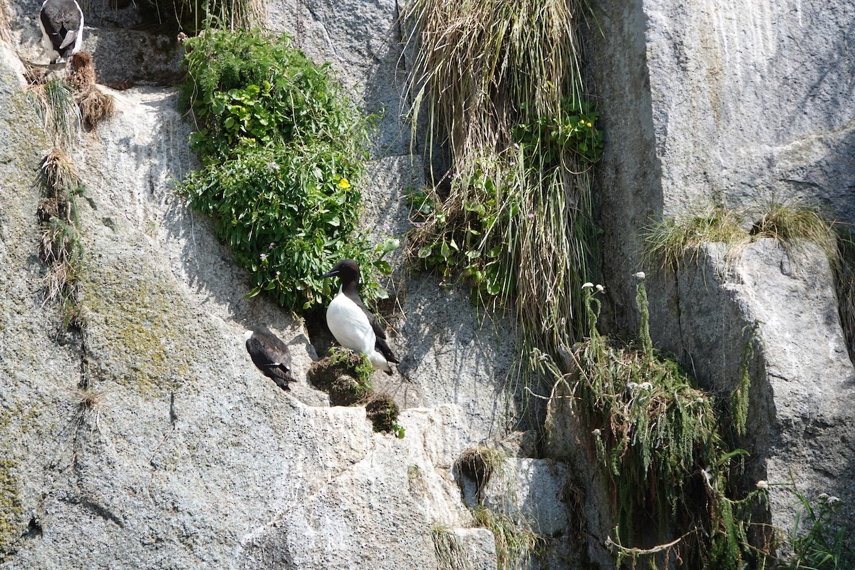 Thick-billed Murre - ML168321421