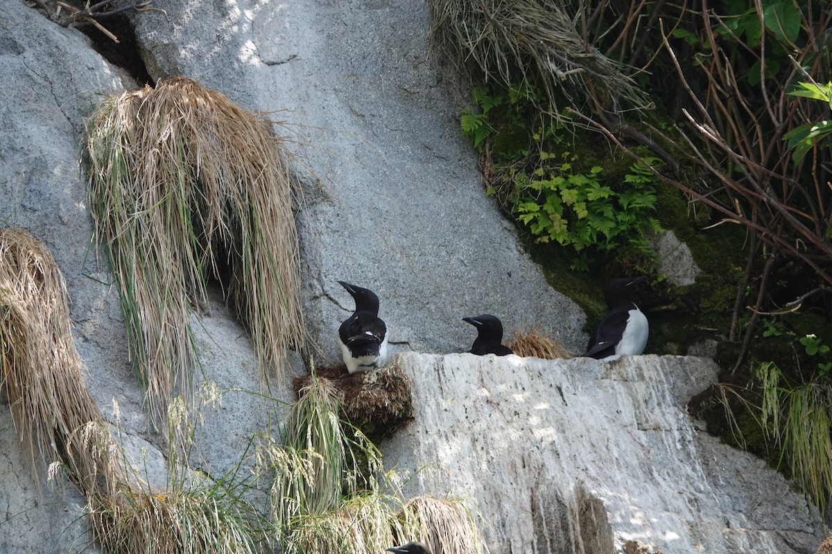 Thick-billed Murre - ML168321431