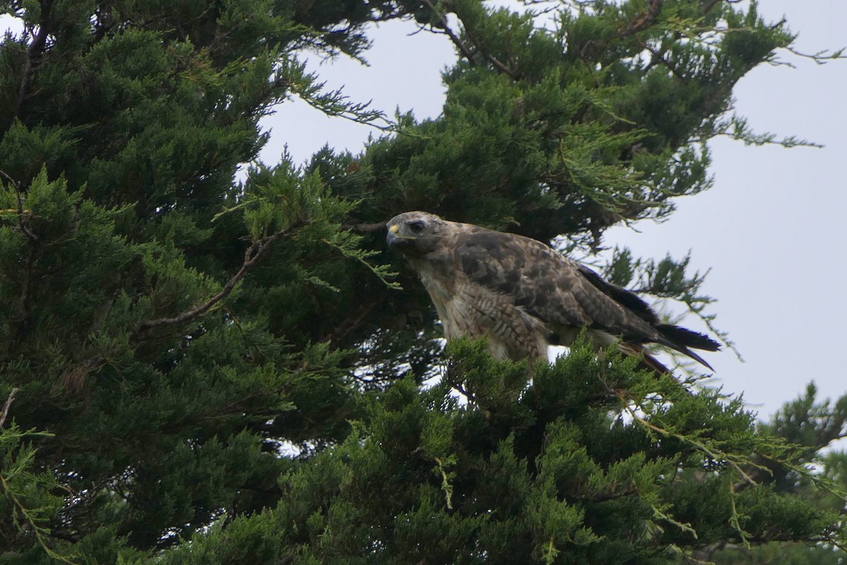 Red-tailed Hawk (calurus/alascensis) - ML168324151