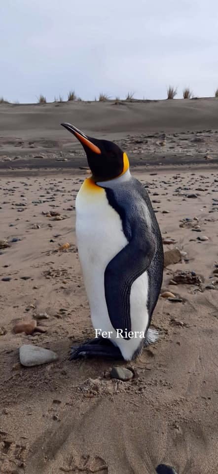 King Penguin - Aves Argentinas