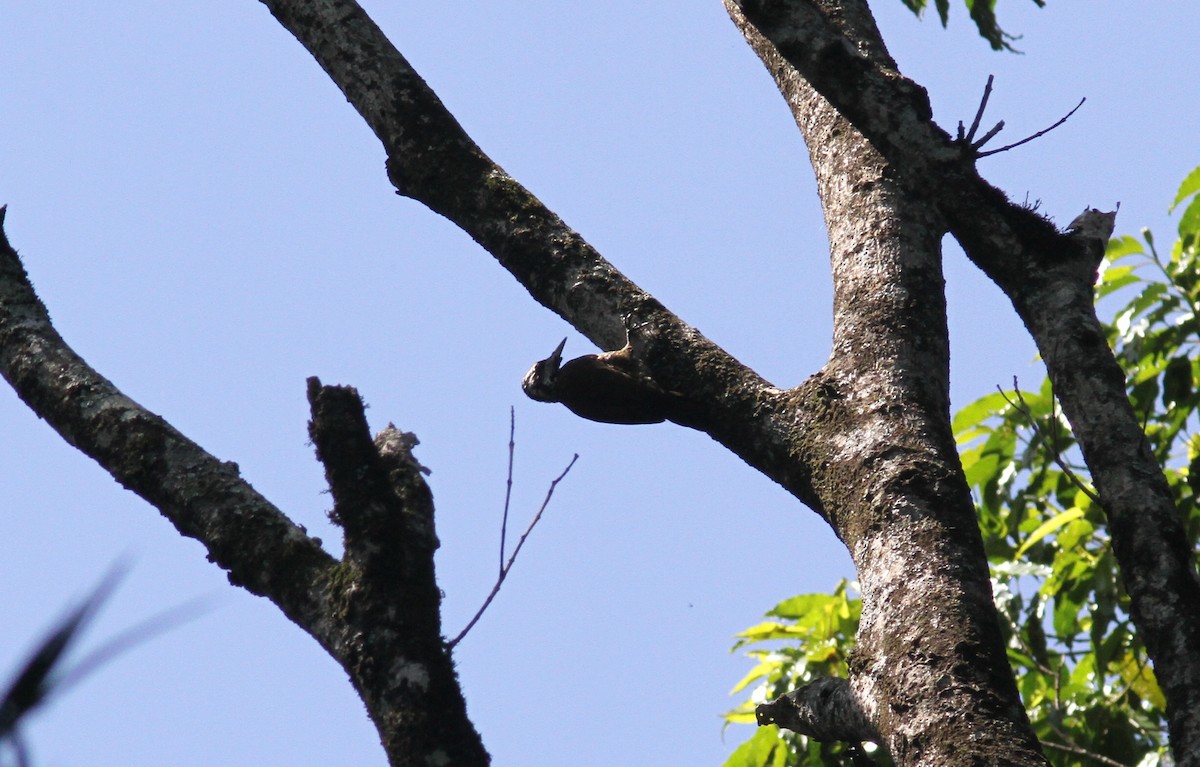 Golden-crowned Woodpecker - ML168326361
