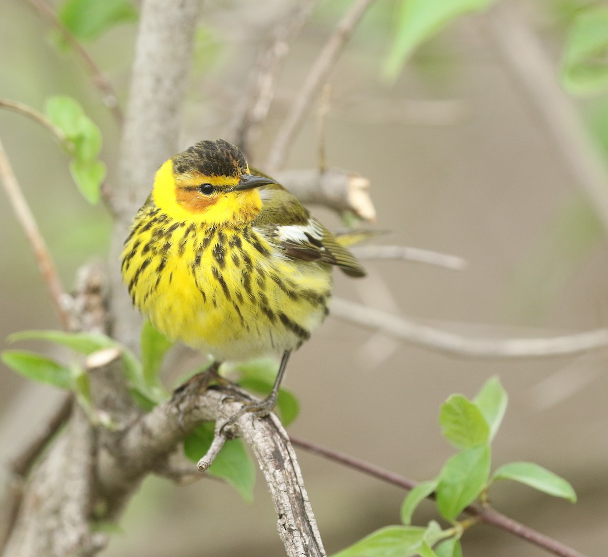 Cape May Warbler - ML168328051