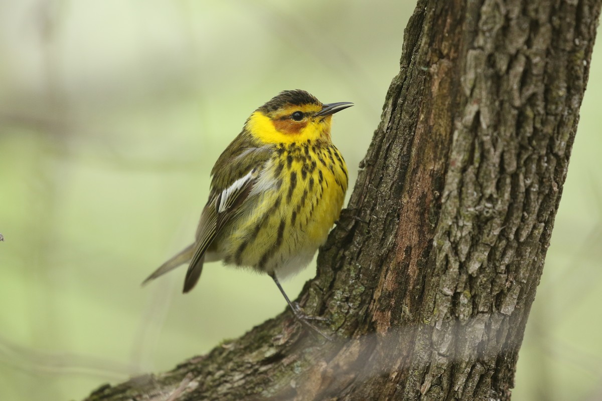 Cape May Warbler - ML168328091