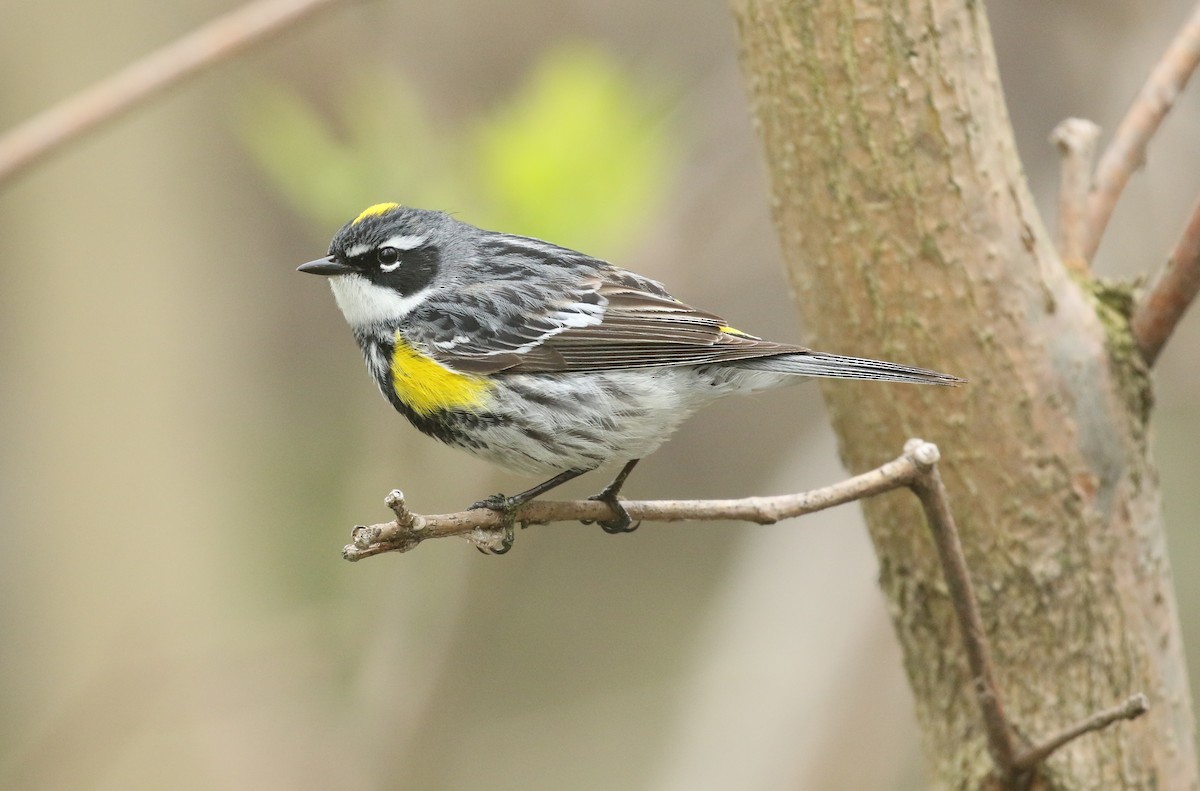Yellow-rumped Warbler (Myrtle) - Ezra Staengl