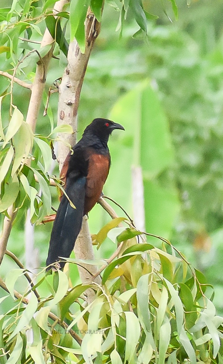 Greater Coucal - Dr. ADIL A