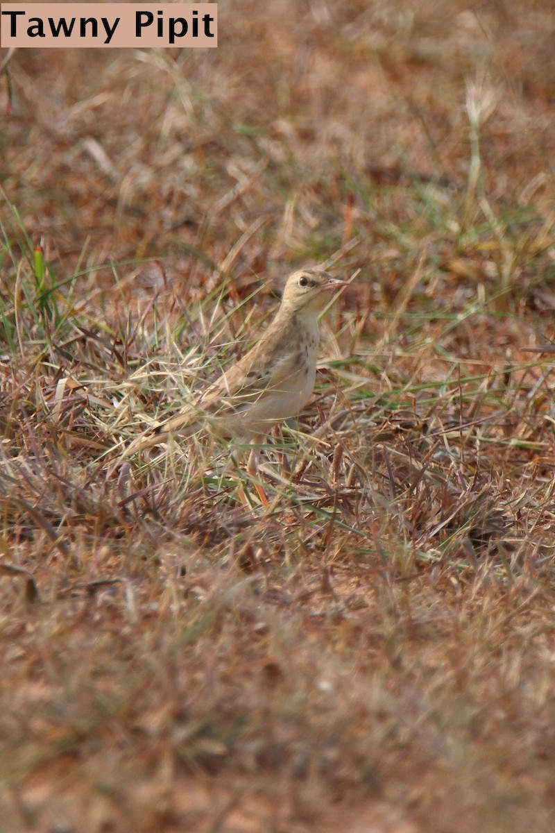 Tawny Pipit - Butch Carter