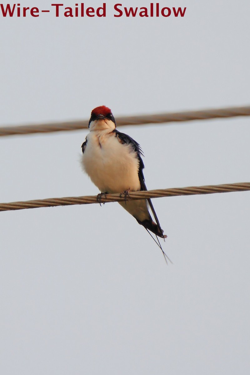 Wire-tailed Swallow - Butch Carter